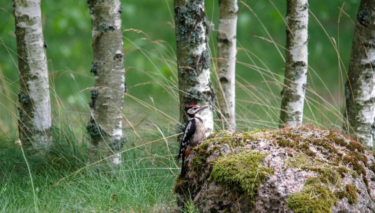 Japoniskas Sodas Medomiskiai Exteriér fotografie