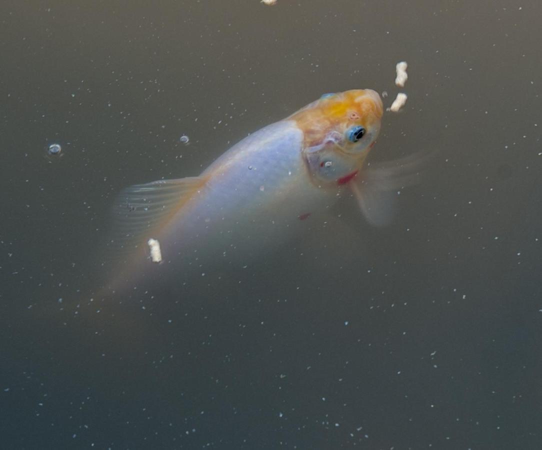Japoniskas Sodas Medomiskiai Exteriér fotografie